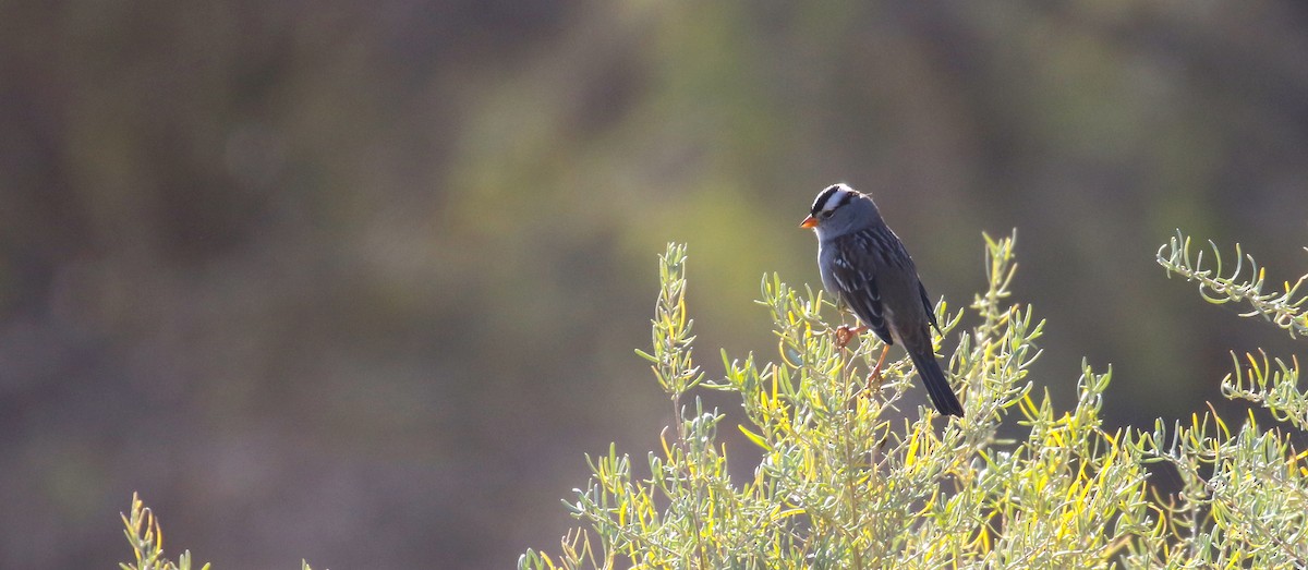 White-crowned Sparrow - ML646951454