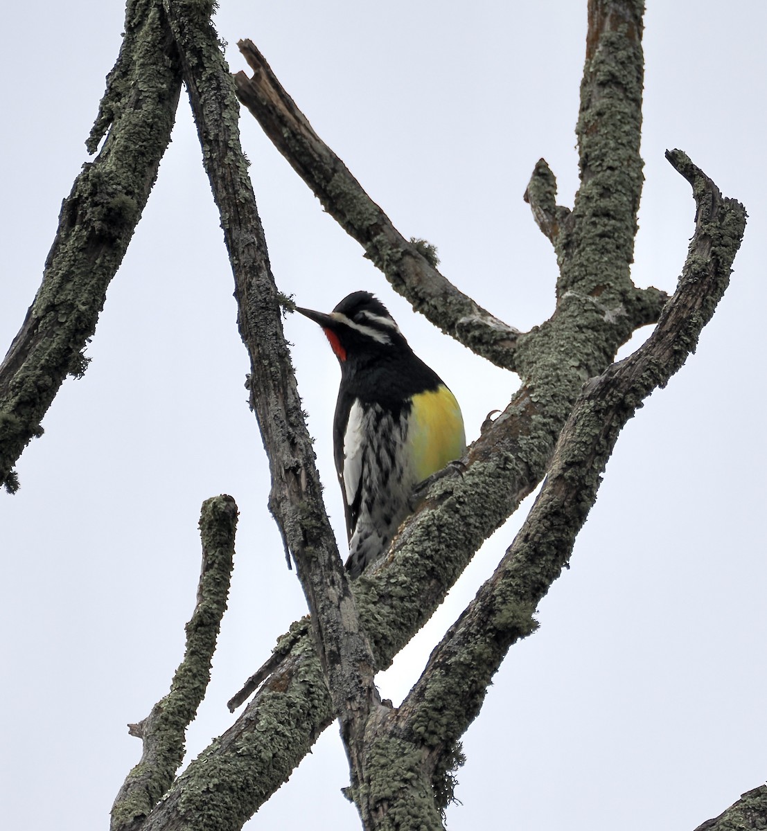 Williamson's Sapsucker - ML646951455