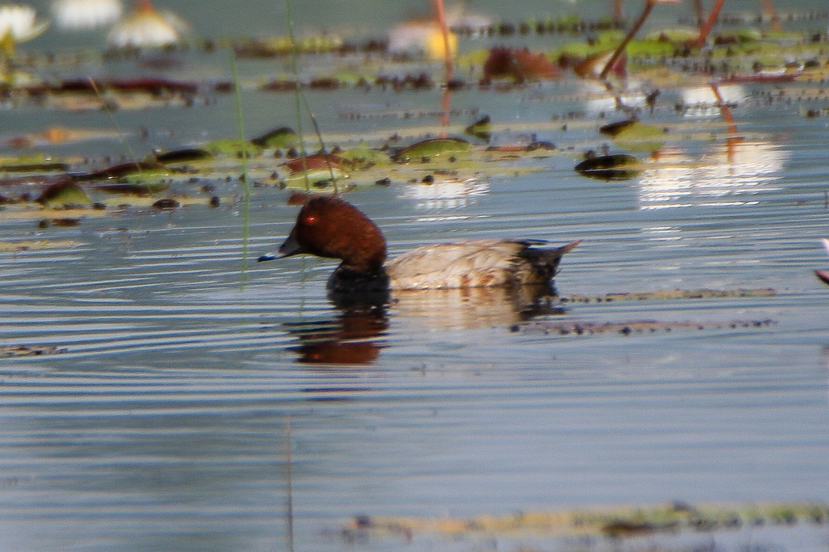 Common Pochard - ML646951456