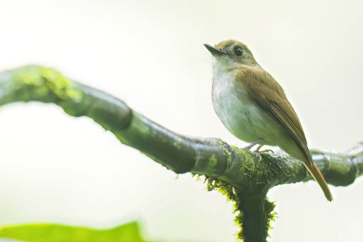 Philippine Jungle Flycatcher - ML646951457