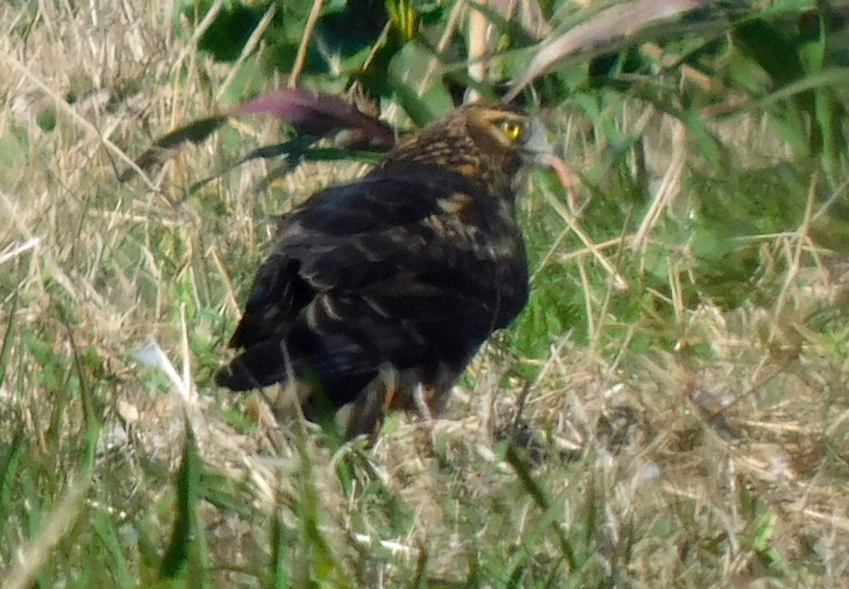 Aguilucho de Hudson - ML646951458