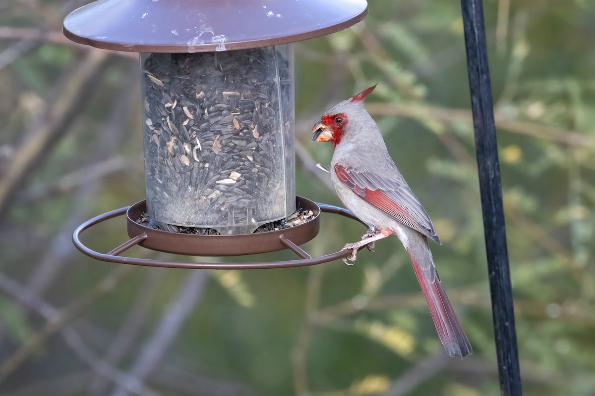 Pyrrhuloxia - ML646951460