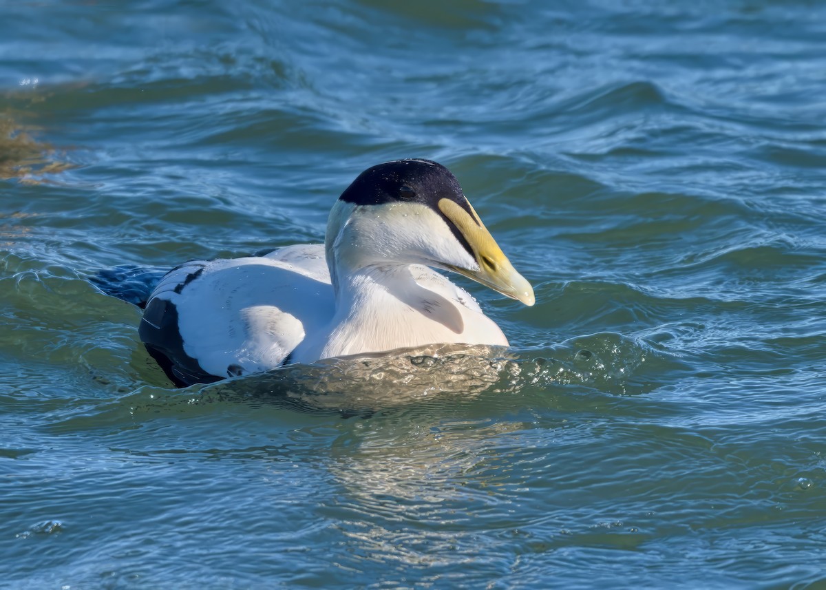 Пухівка зеленошия - ML646951461