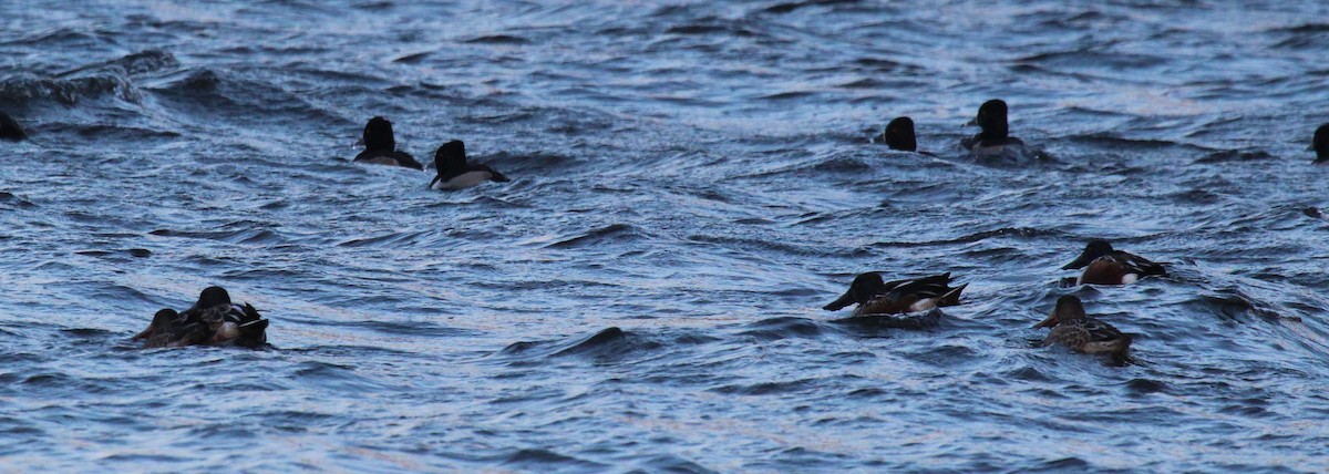 Northern Shoveler - ML646951464