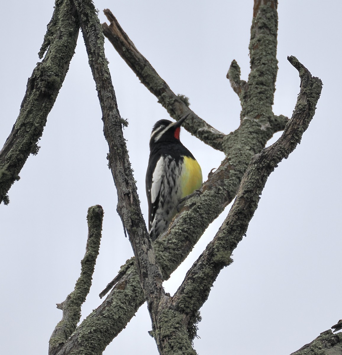 Williamson's Sapsucker - ML646951465