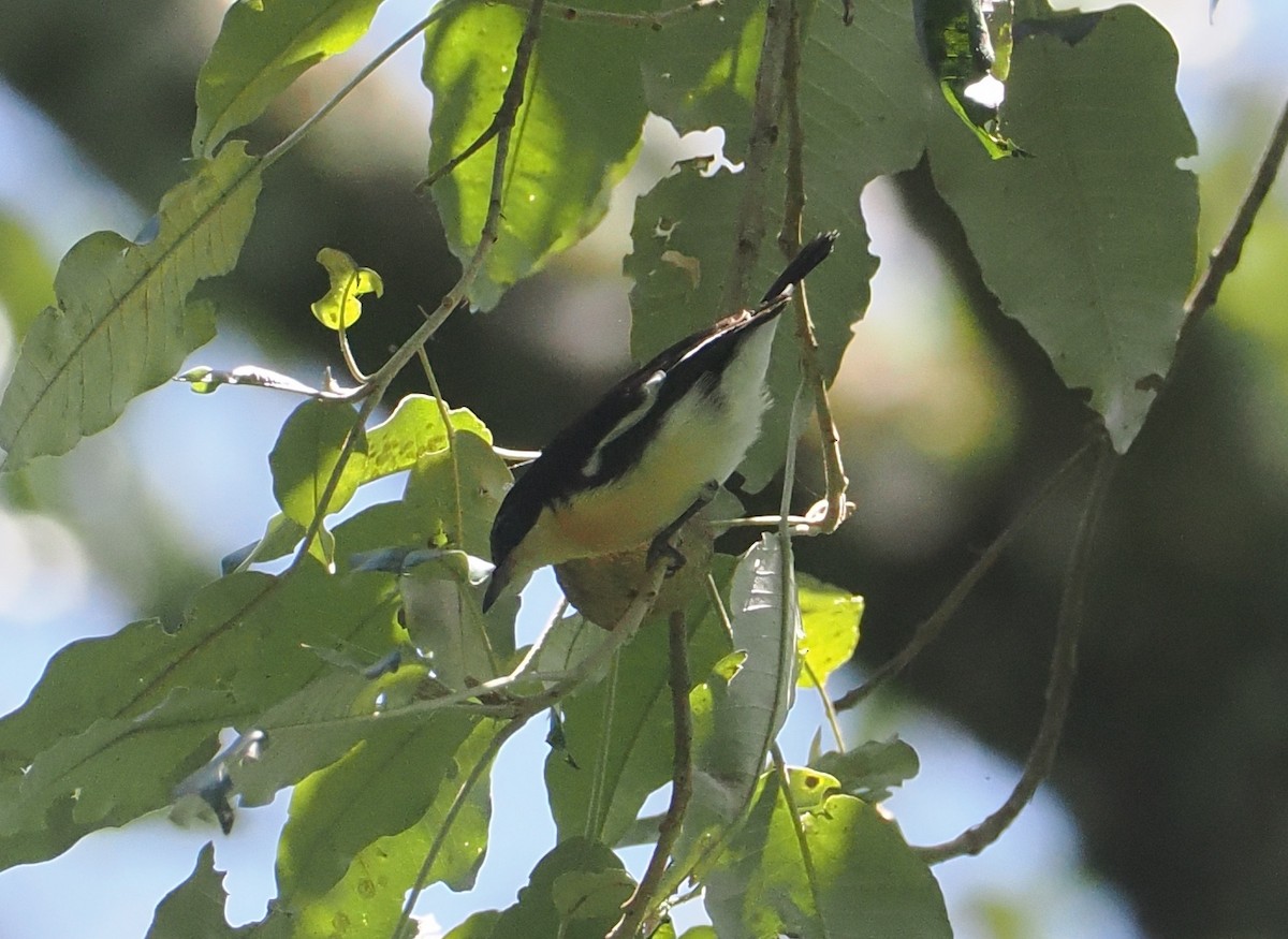 Southern Hyliota - ML646951466