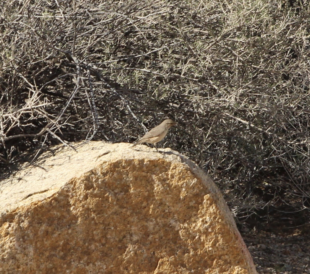 Felsenzaunkönig - ML646951467