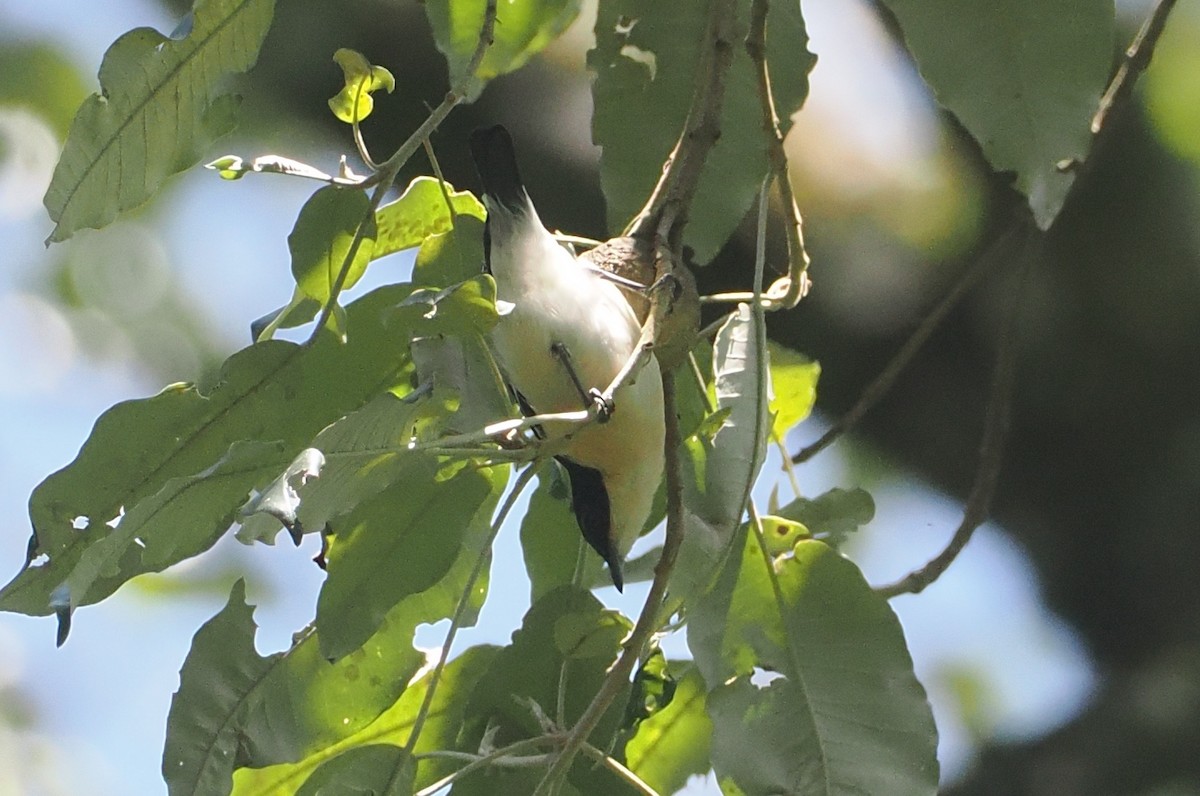 Southern Hyliota - ML646951469