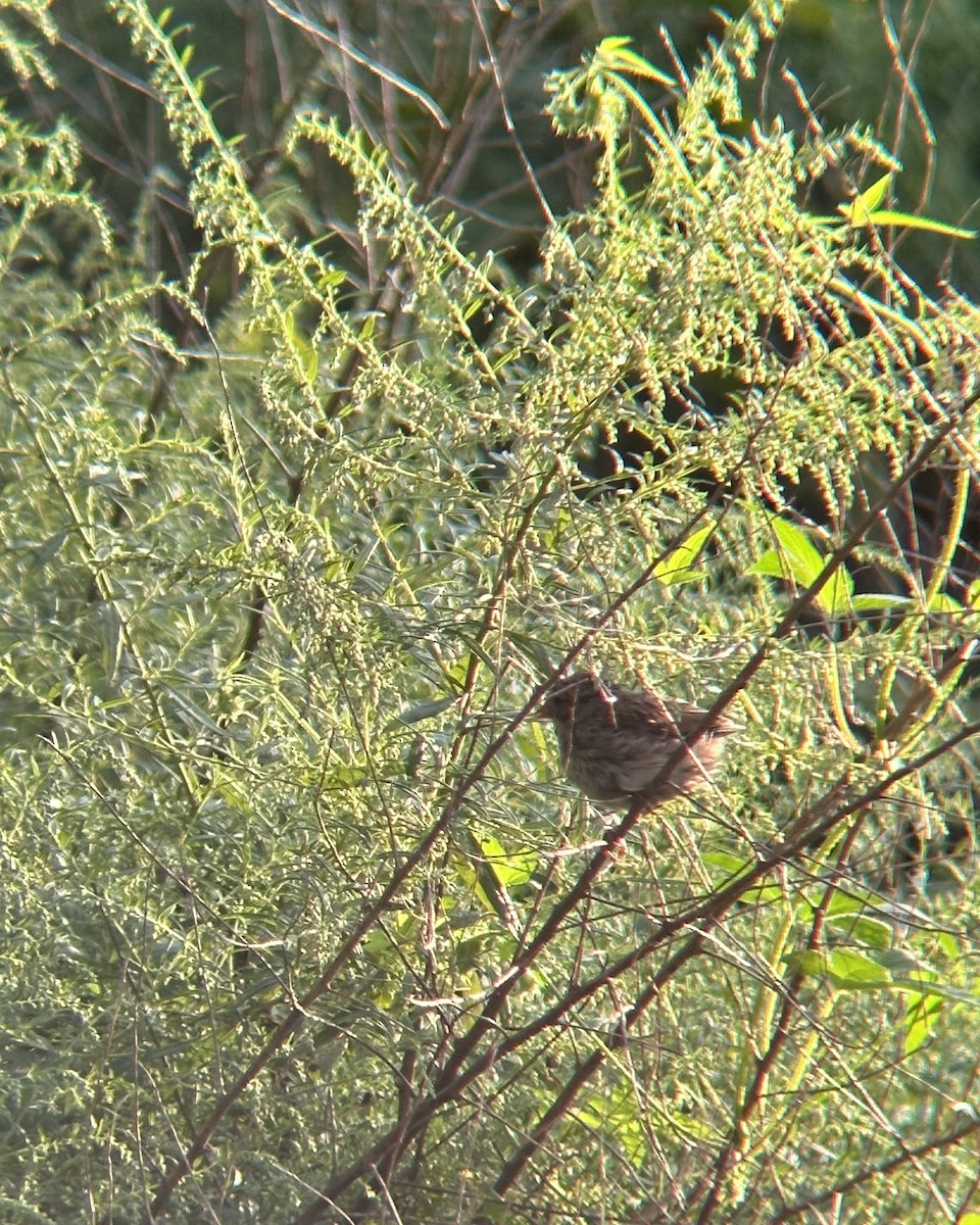 Song Sparrow - ML646951470