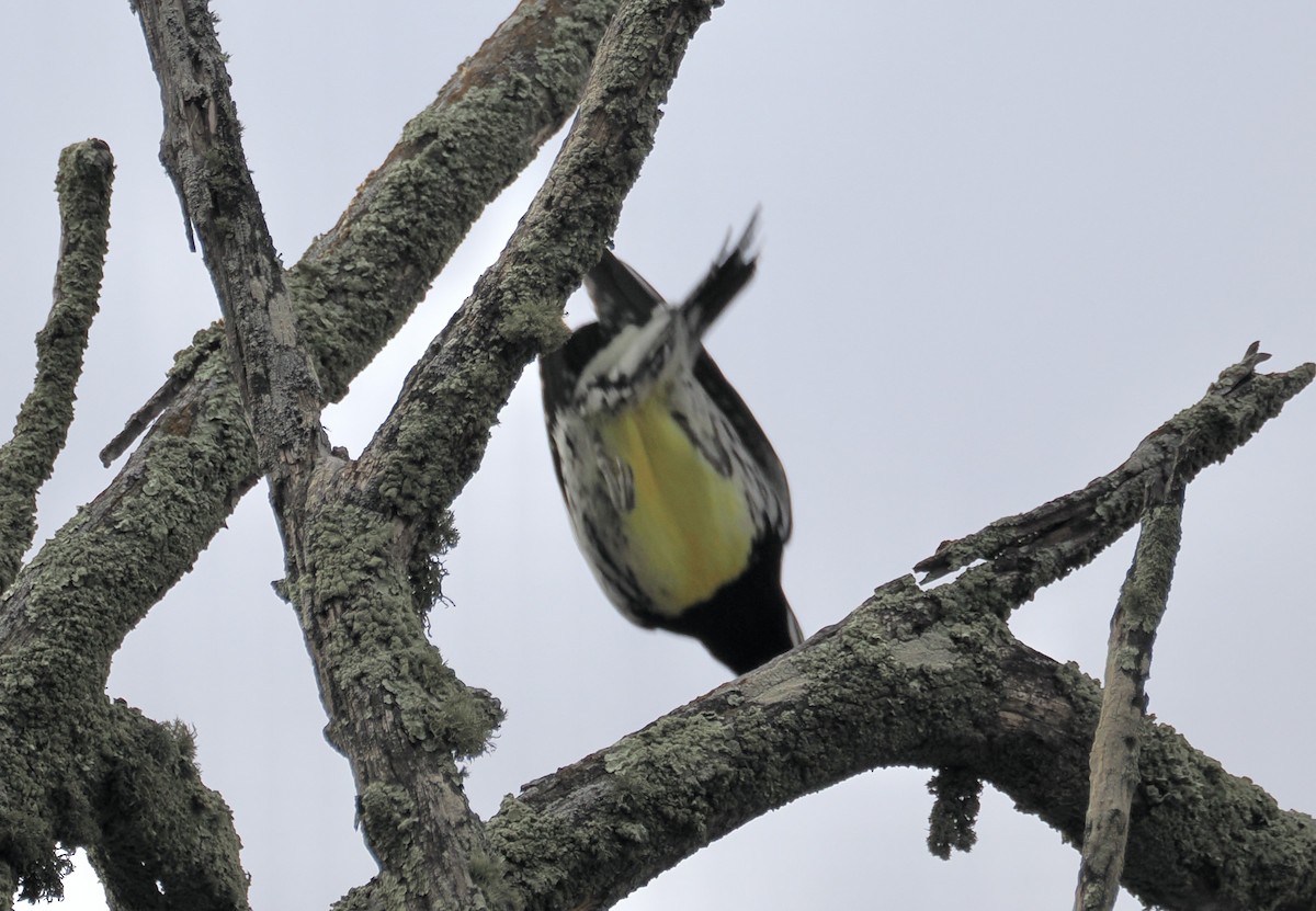 Williamson's Sapsucker - ML646951471