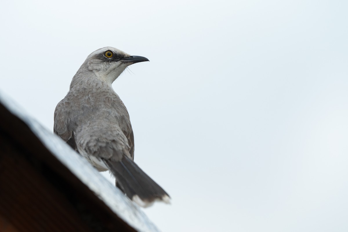 Tropical Mockingbird - ML646951472