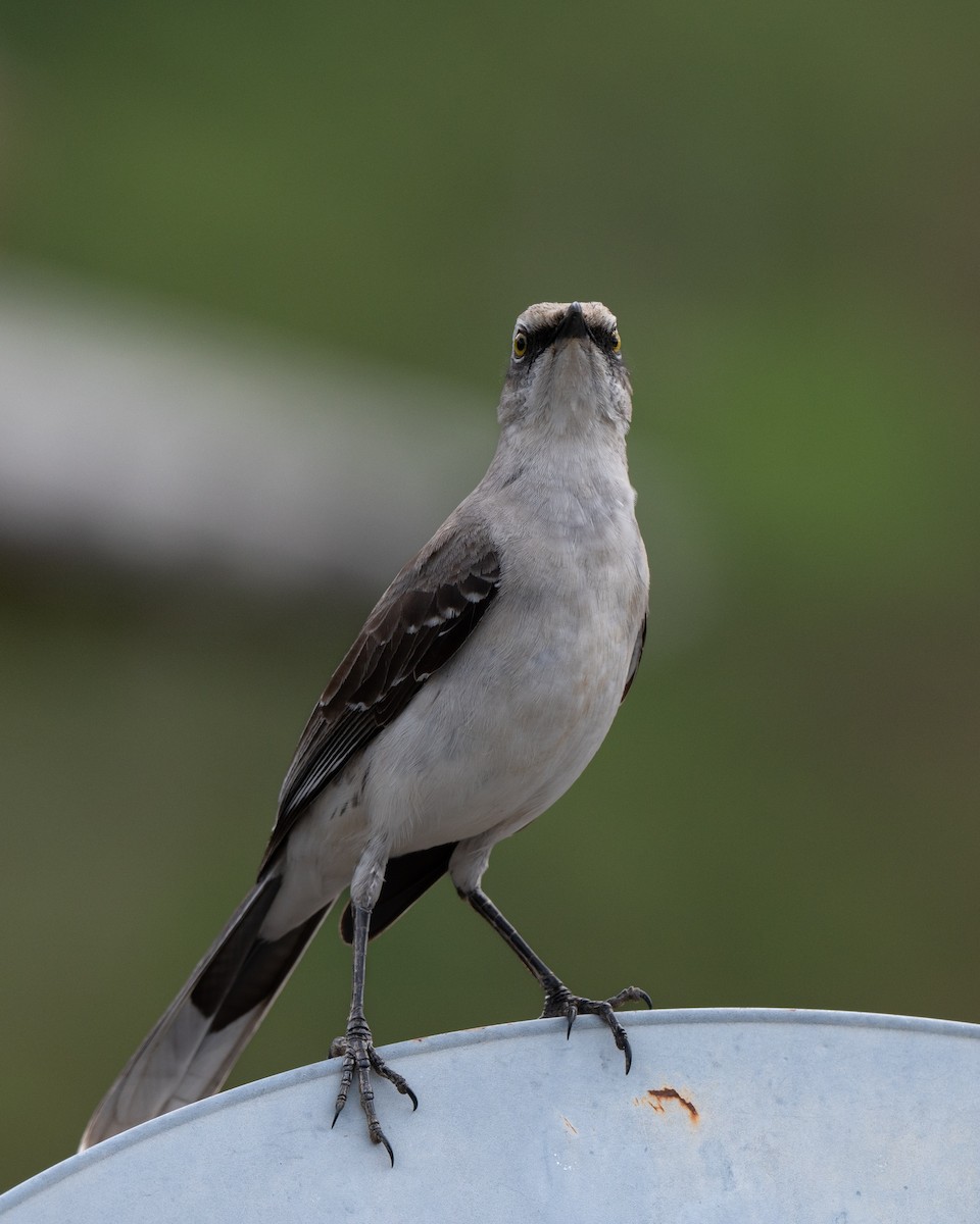 Tropical Mockingbird - ML646951473