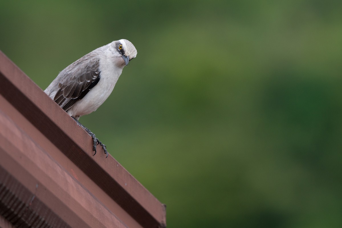 Tropical Mockingbird - ML646951474