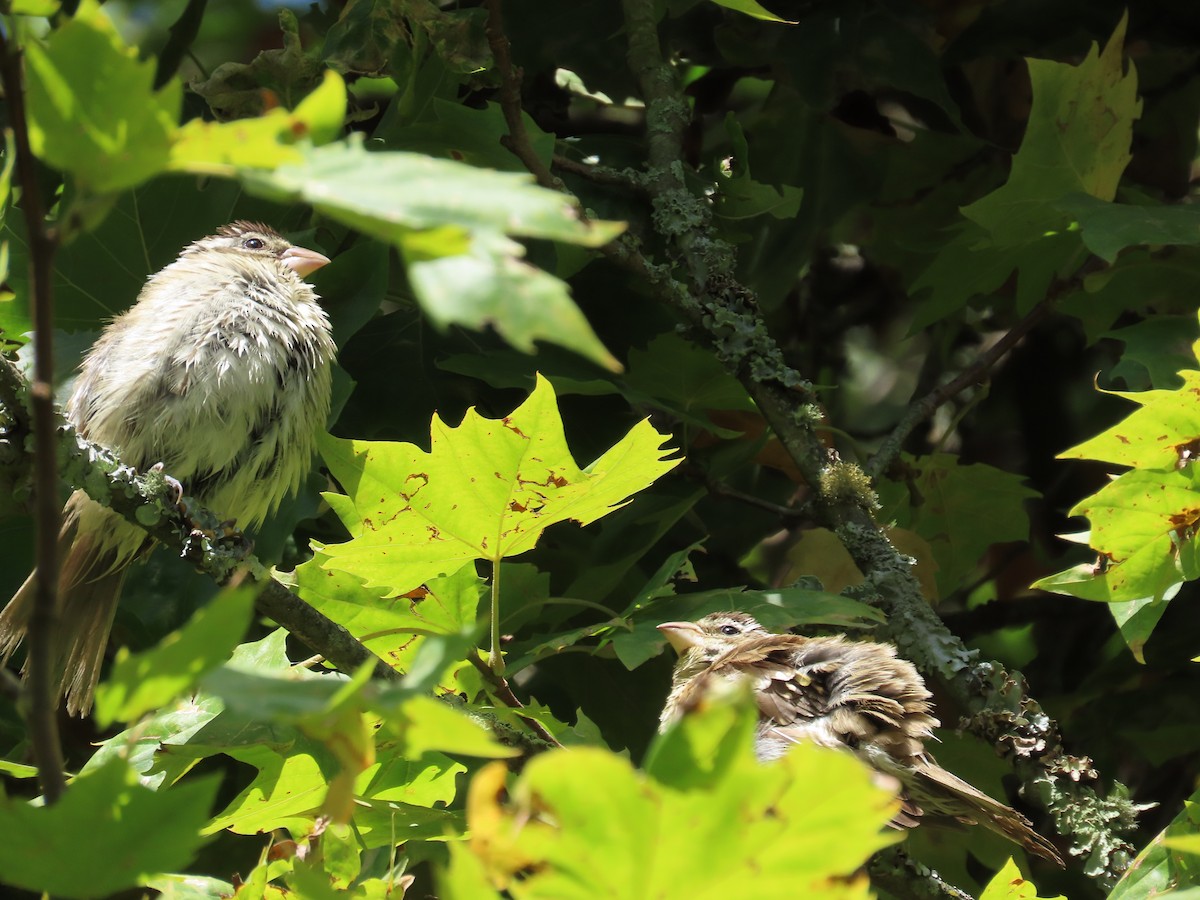 Rose-breasted Grosbeak - ML646951475