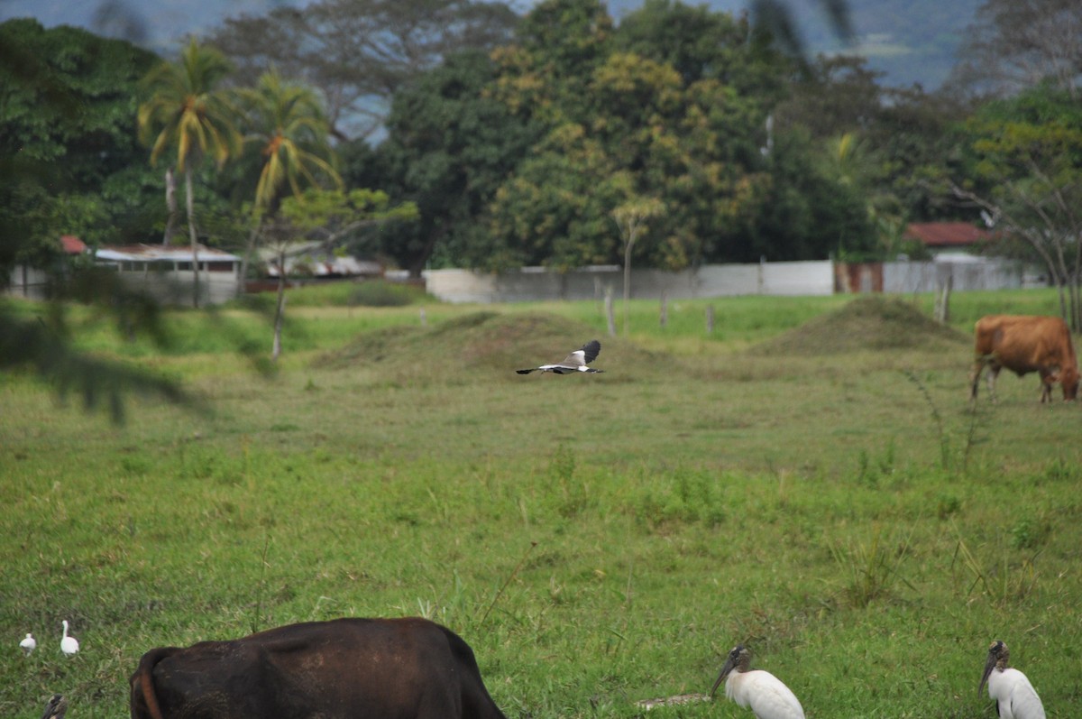 Southern Lapwing - ML646951476