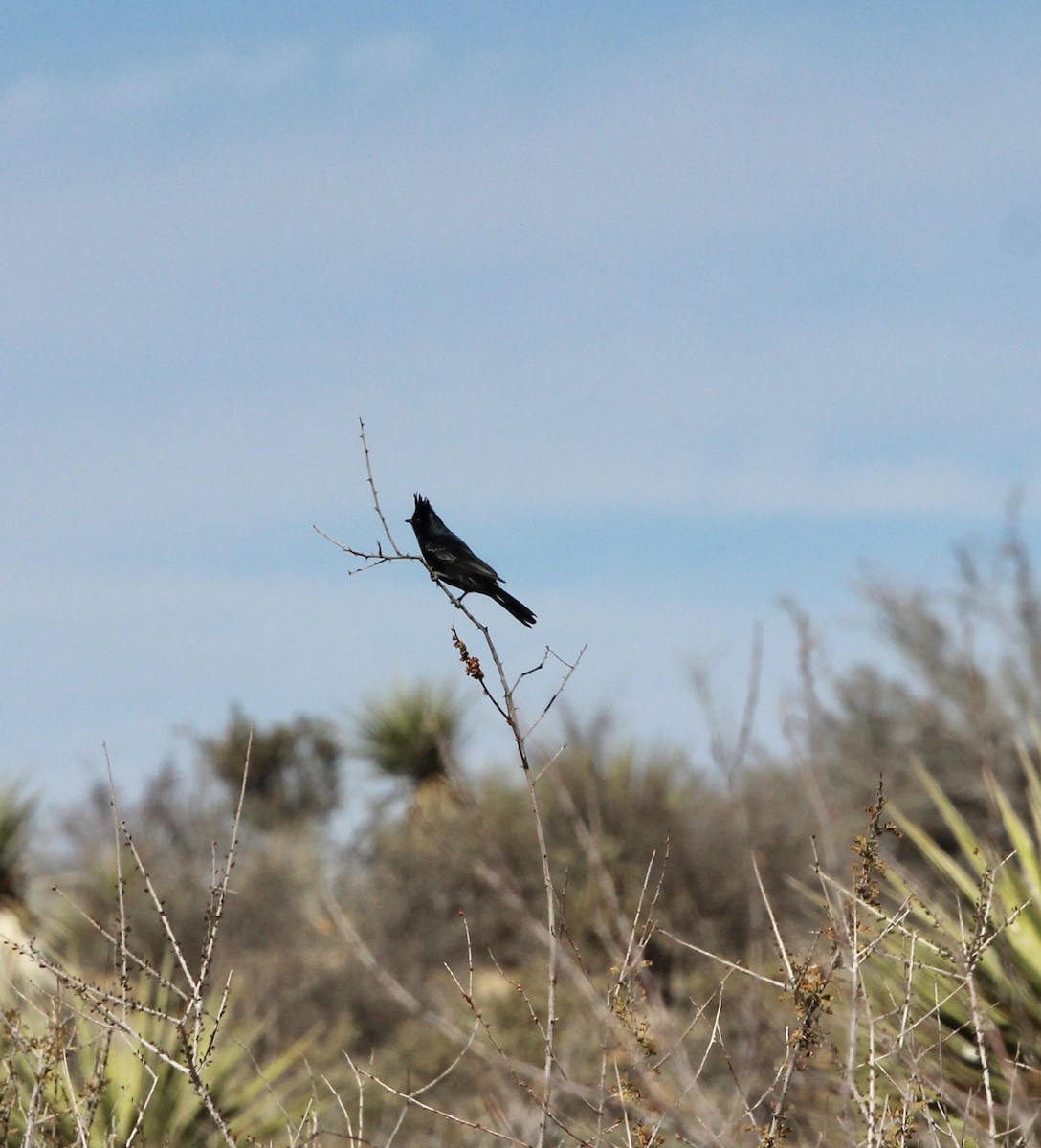 Phainopepla - ML646951477