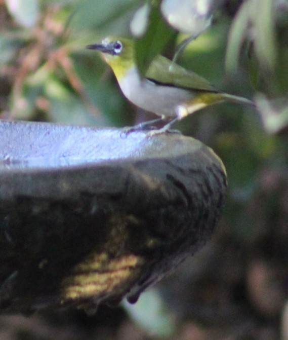 斯氏繡眼(綠繡眼) - ML646951478