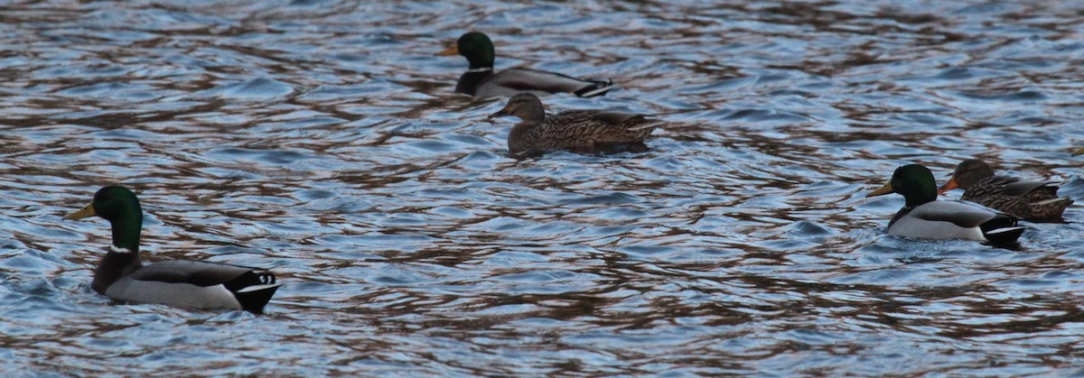 綠頭鴨 - ML646951479