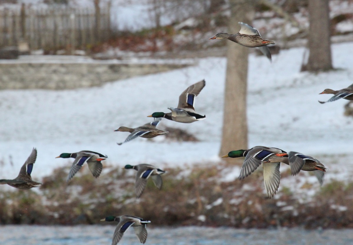 綠頭鴨 - ML646951480