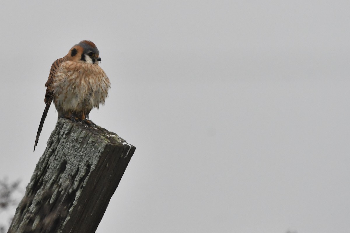 American Kestrel - ML646951481