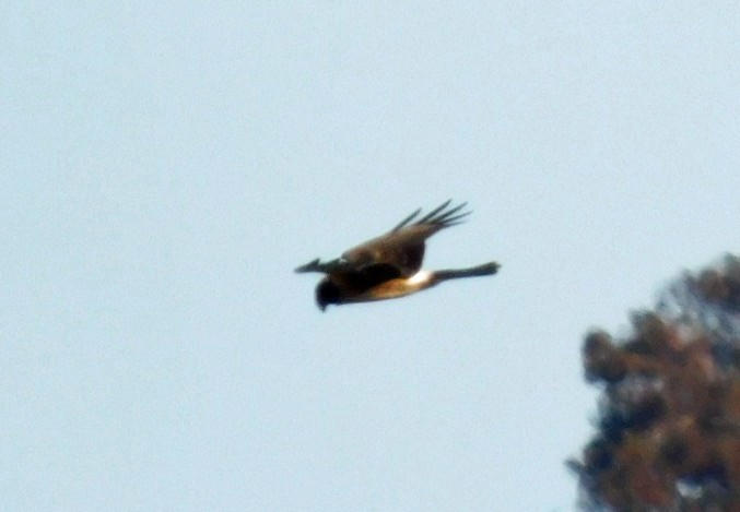 Northern Harrier - ML646951482