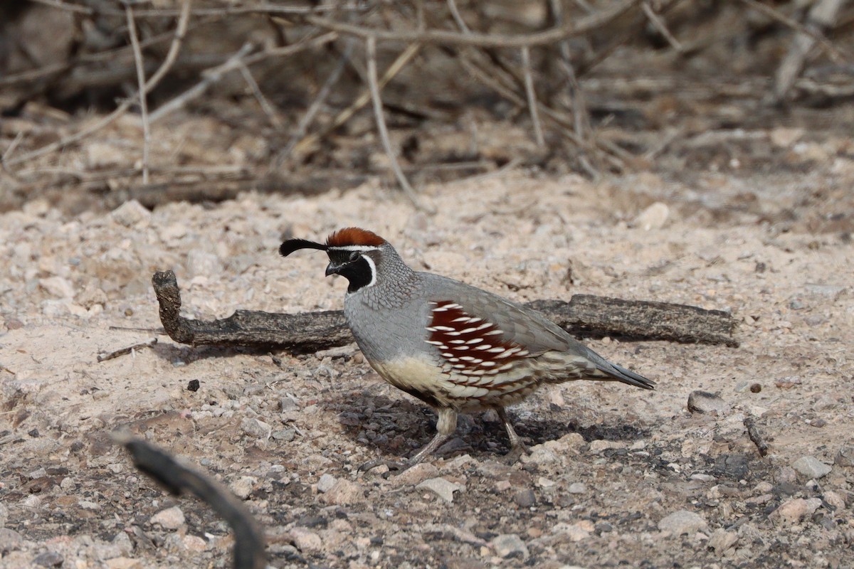Gambel's Quail - ML646951483