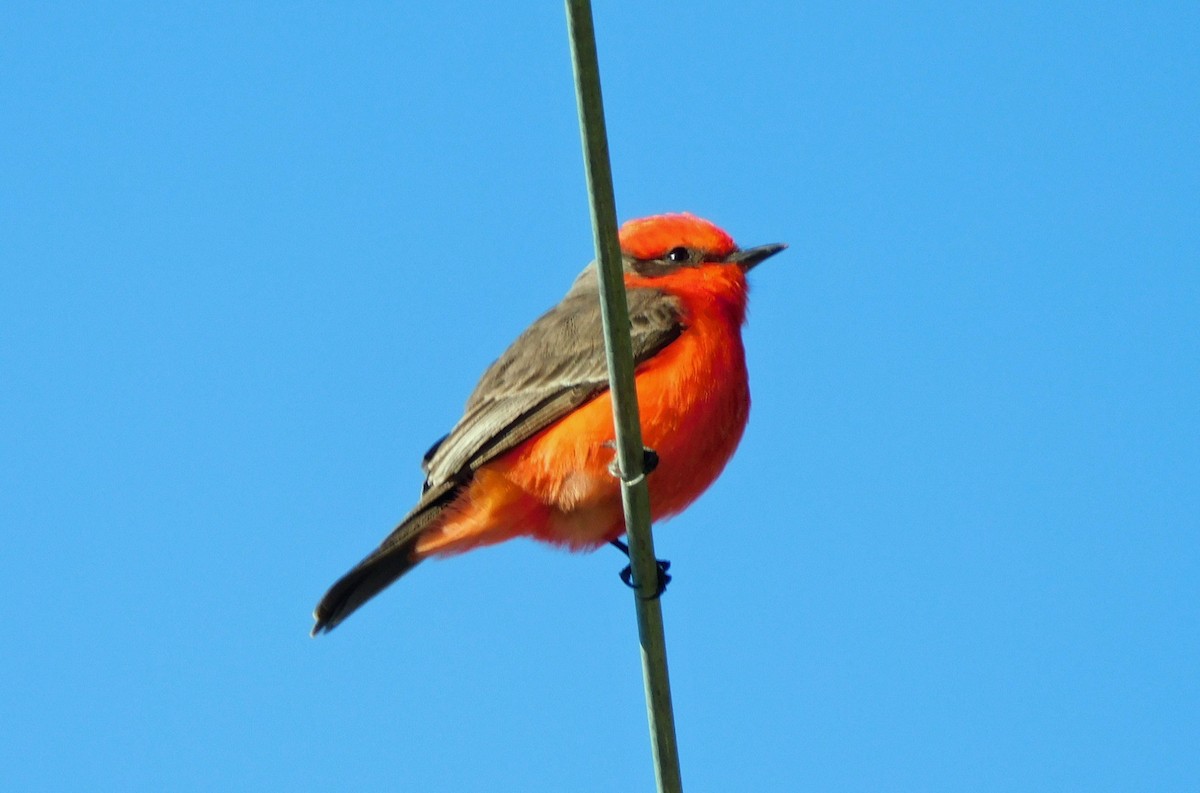 Vermilion Flycatcher - ML646951484