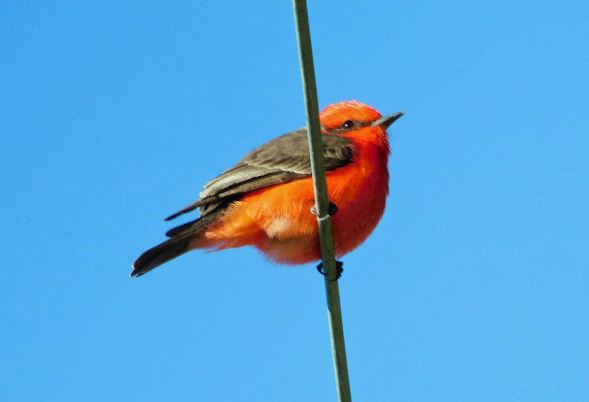 Vermilion Flycatcher - ML646951485