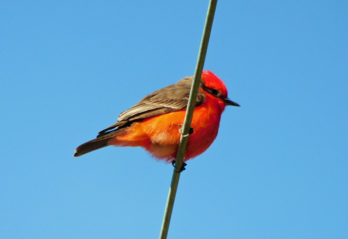 Vermilion Flycatcher - ML646951486