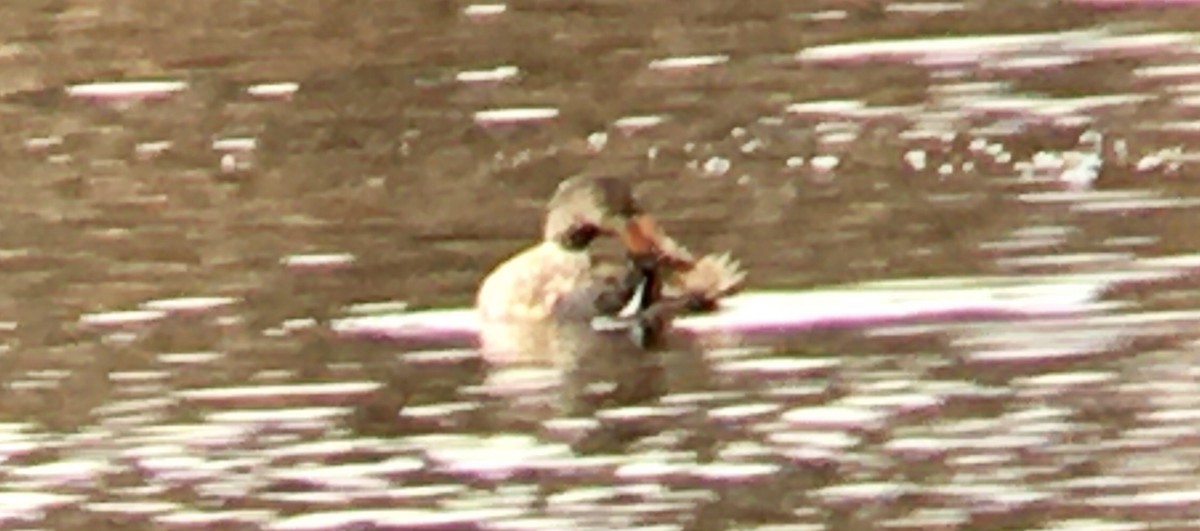 琵嘴鴨 - ML646951487