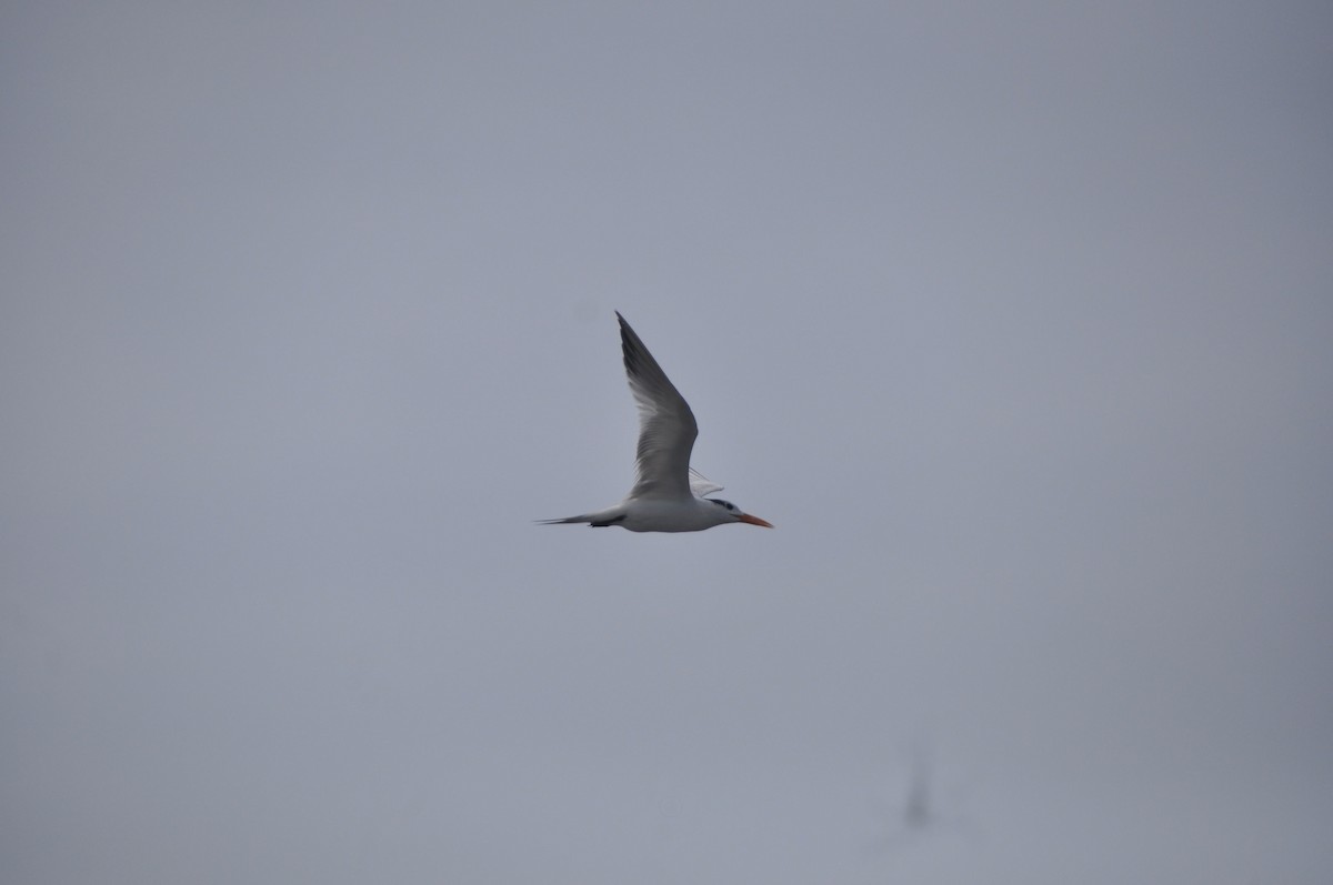 Elegant Tern - ML646951488