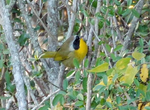 Common Yellowthroat - ML646951490