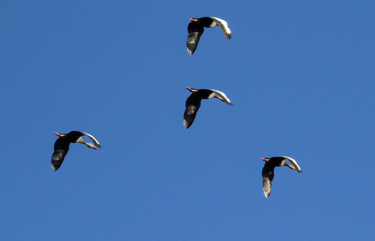 Black-bellied Whistling-Duck - ML646951491