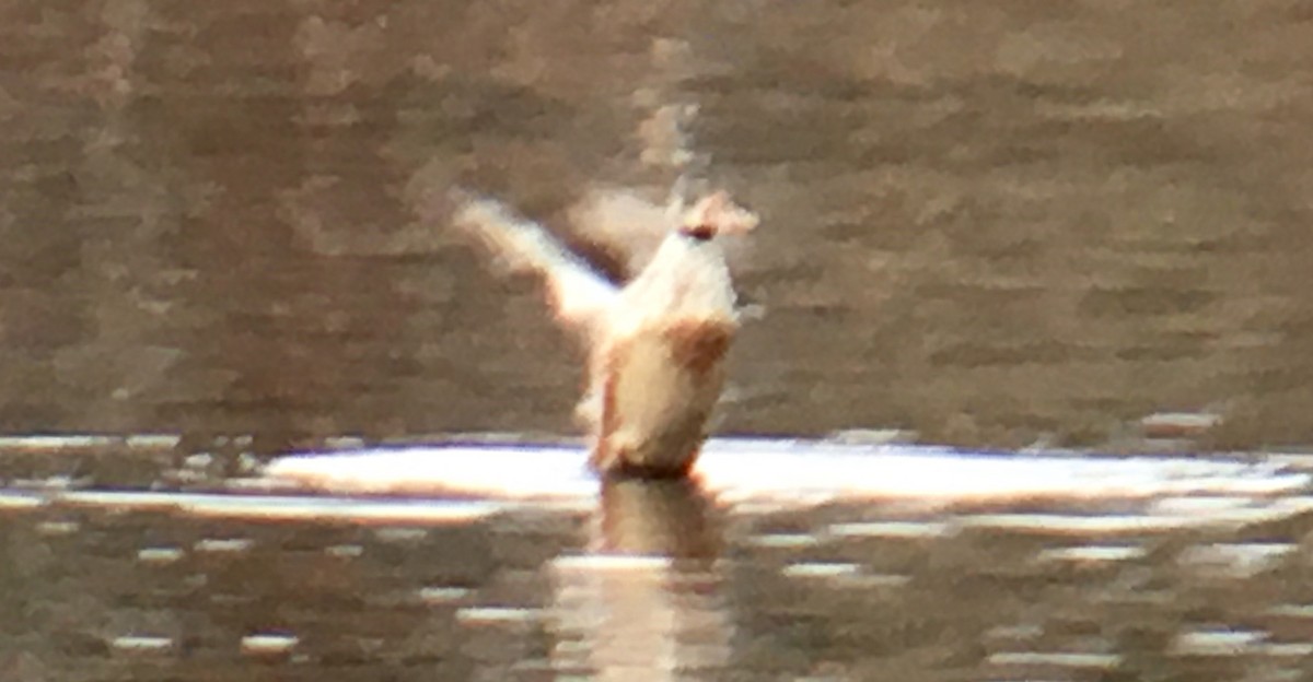 琵嘴鴨 - ML646951492