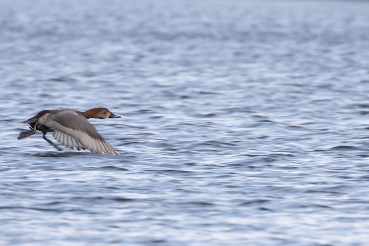 Common Pochard - ML646951493