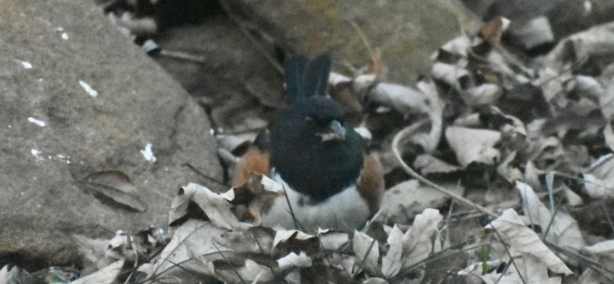 Eastern Towhee - ML646951494