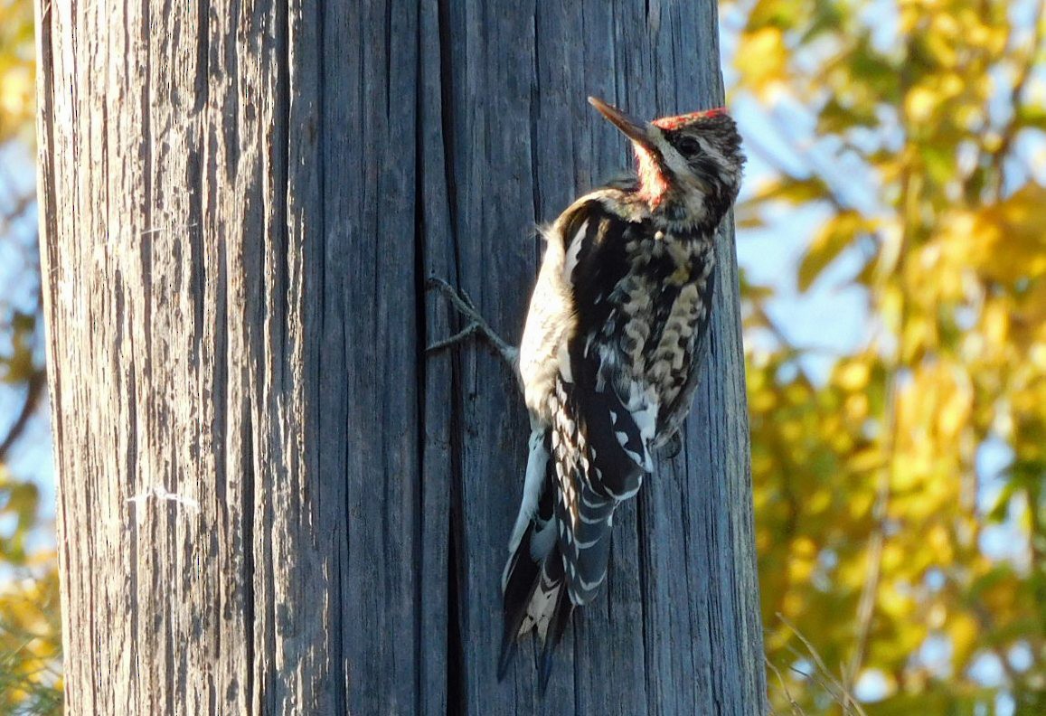 Yellow-bellied Sapsucker - ML646951495