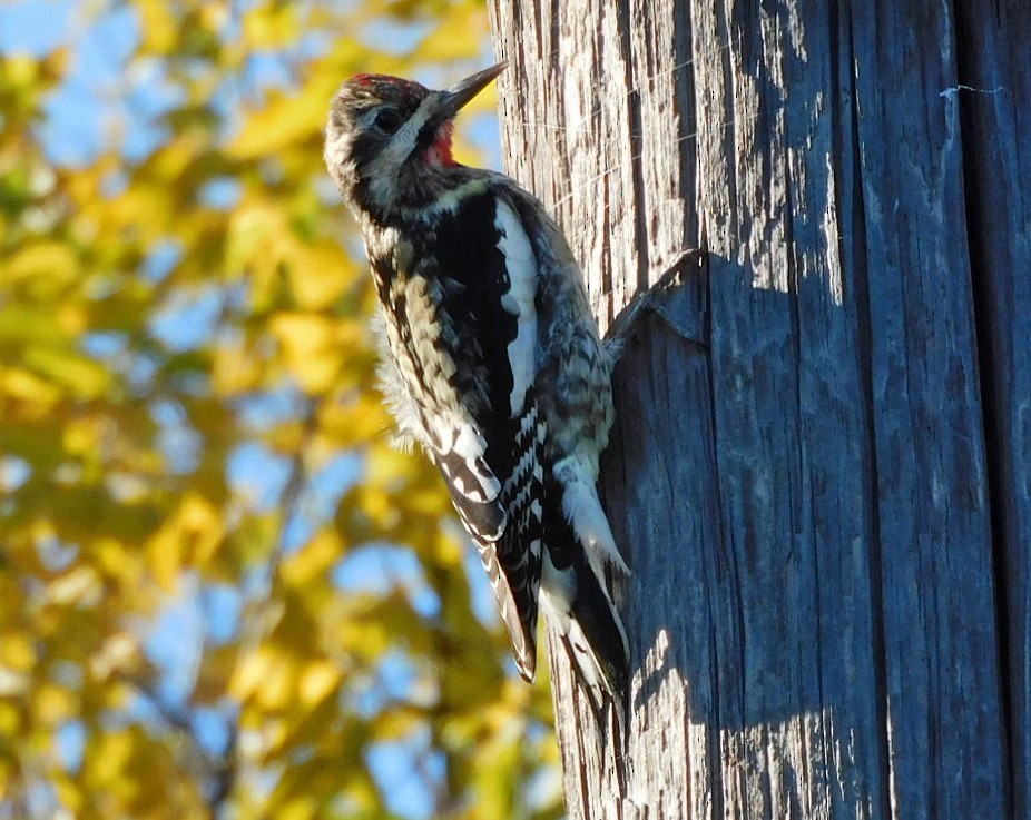 Yellow-bellied Sapsucker - ML646951496