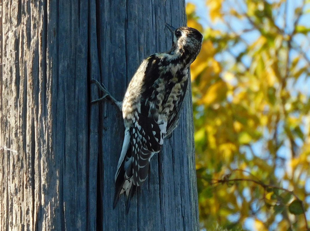 Yellow-bellied Sapsucker - ML646951497