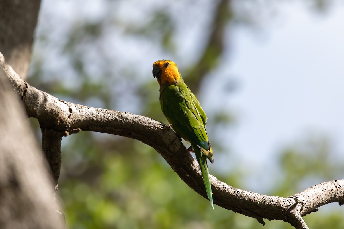 Brown-throated Parakeet - ML646951498