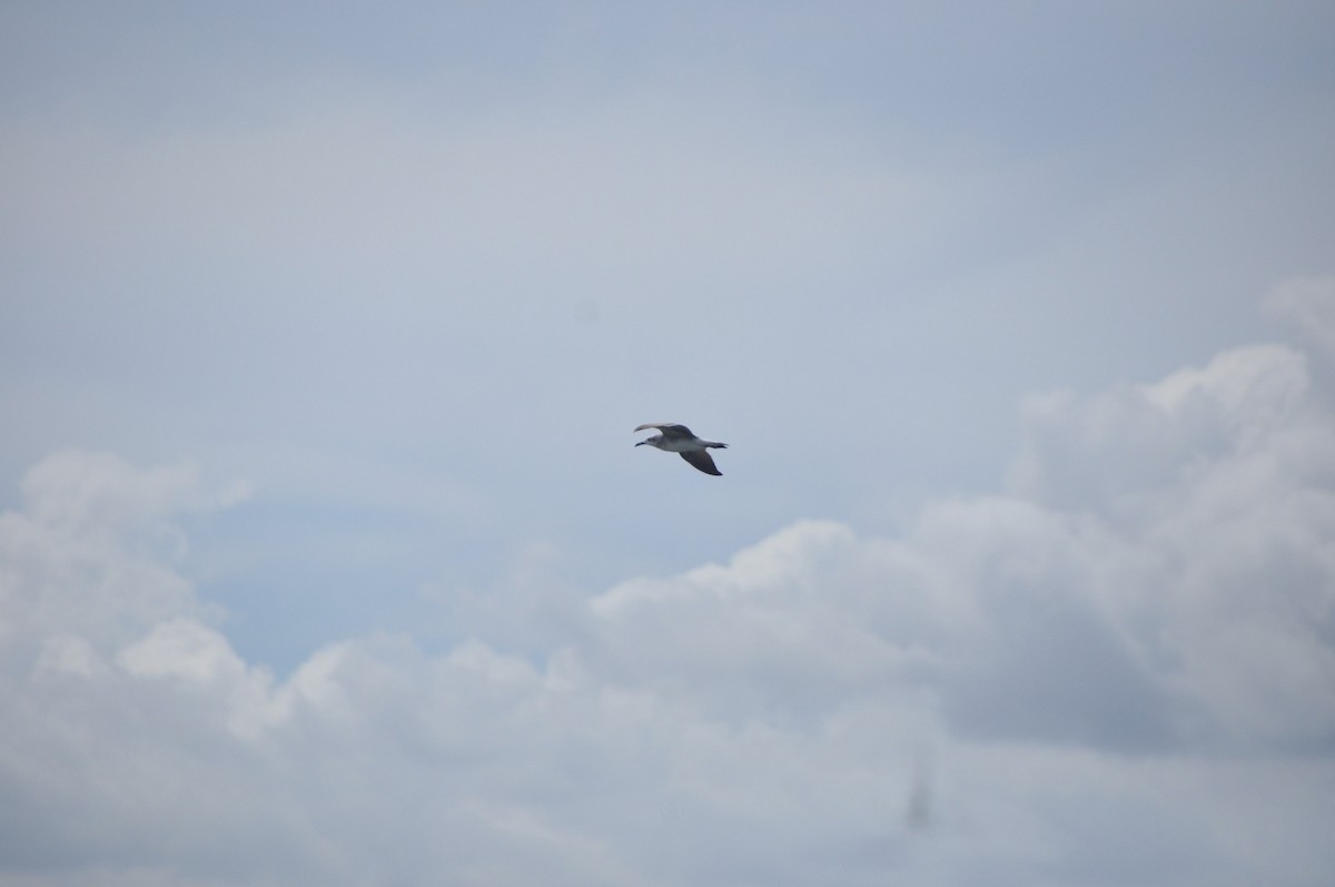 笑鷗 - ML646951499