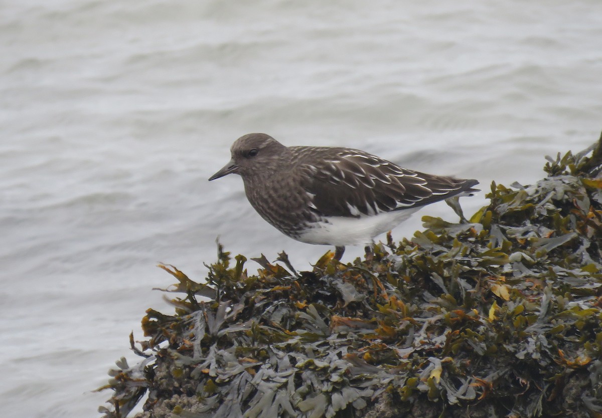 Чёрная камнешарка - ML646951500