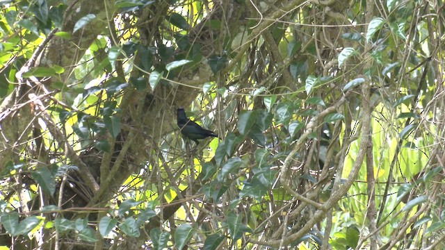 Metallic Starling (Metallic) - ML646951501