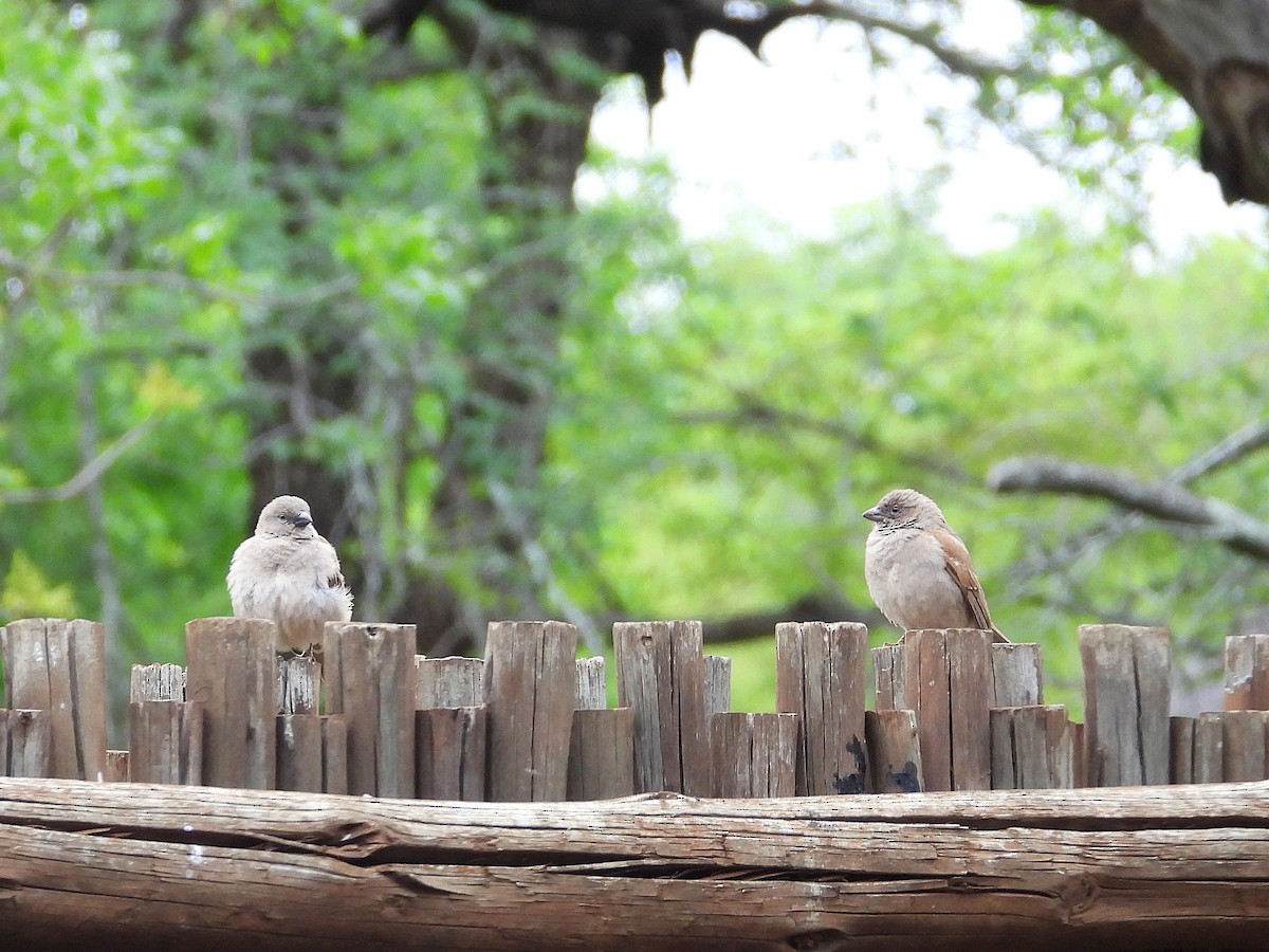 Горобець блідий - ML646951502