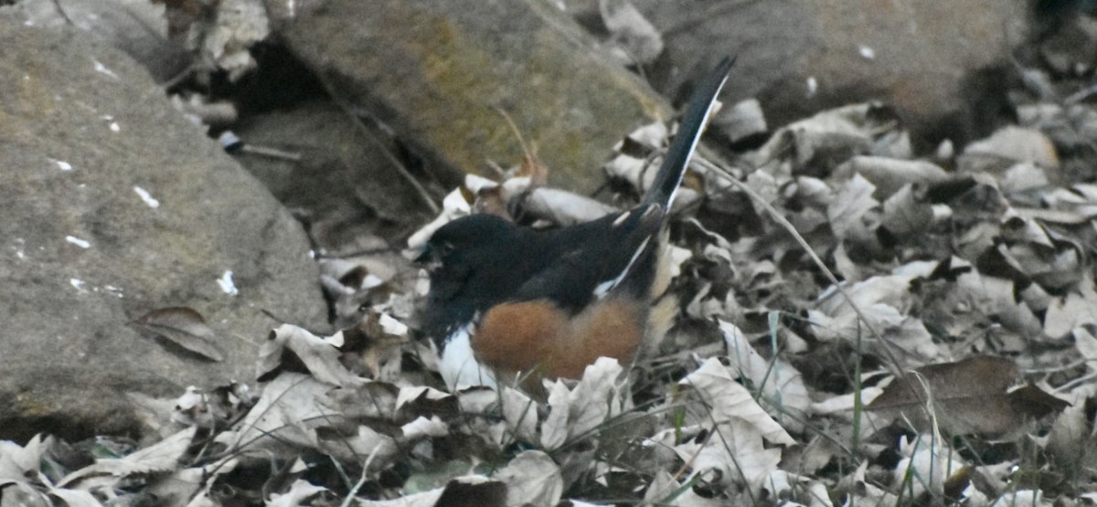 rødsidetovi - ML646951504