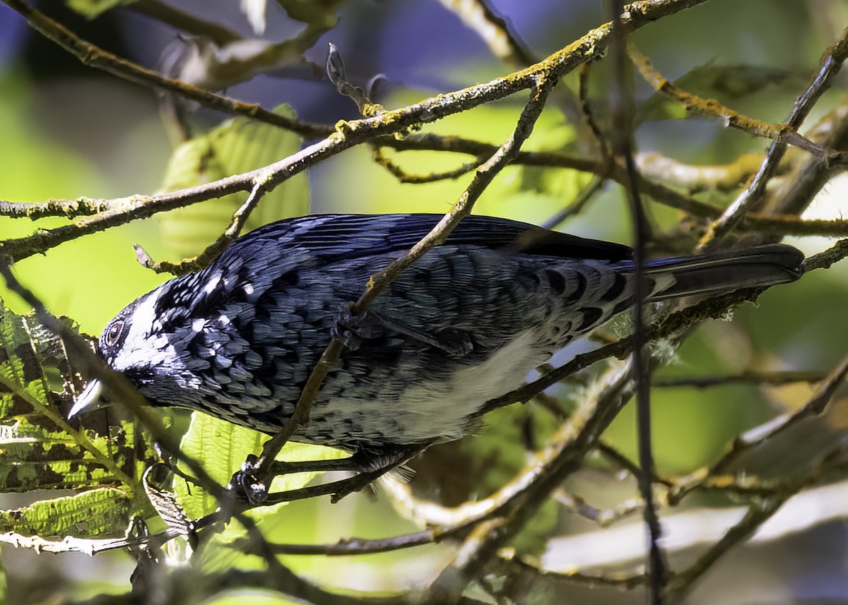 Танагра берилова - ML646951505