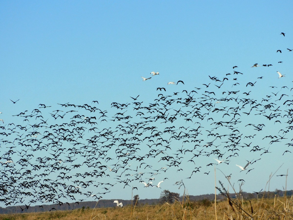 Morito Cariblanco - ML646951506