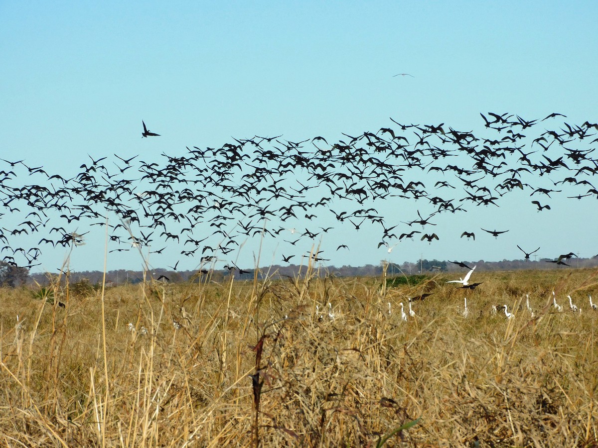Morito Cariblanco - ML646951507