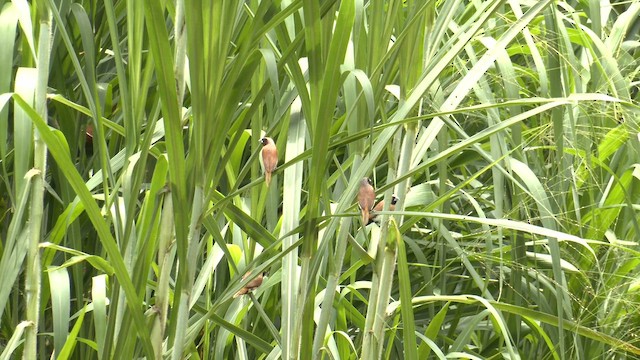 Chestnut-breasted Munia - ML646951508