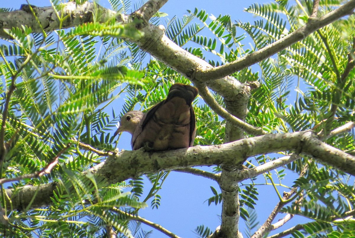 Colombe rousse - ML646951510